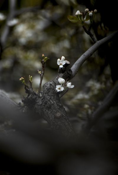 【清逸. 梨花】