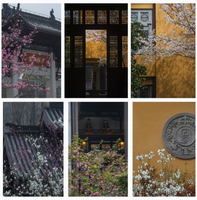 【古建筑.中式审美】当春花与古刹相遇.宁国禅寺
