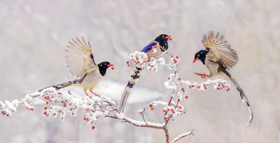 鹊姿俏