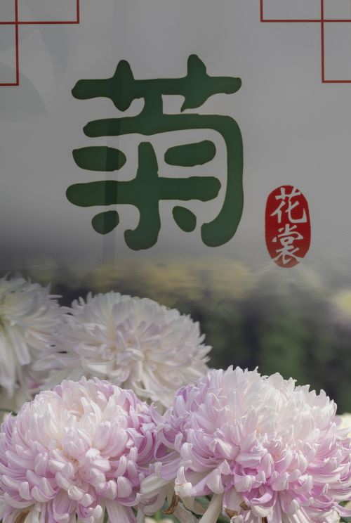 赏菊时光