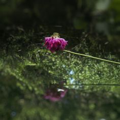 【荷  趣】