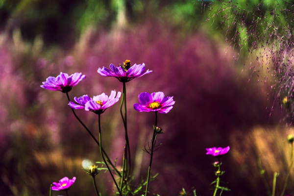 小花