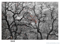 雪柿图