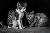 捉老鼠的猫