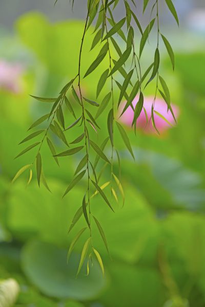 夏荷
