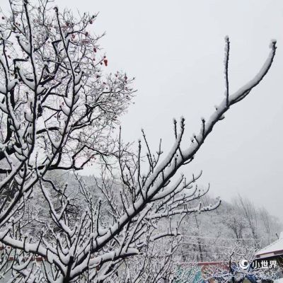 [原创]济南蟠龙山的第一场雪