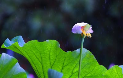 夏日雨荷（3）