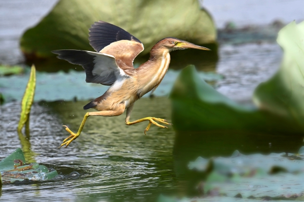 黄苇鳽