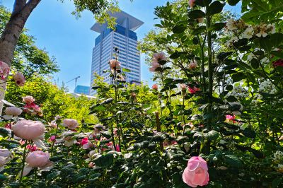 鲜花盛开全福河1