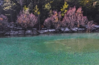 绿水红树
