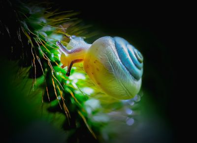 蜗牛