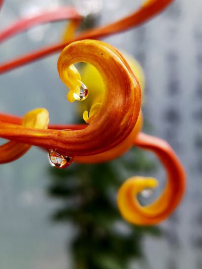 金钩凝露
