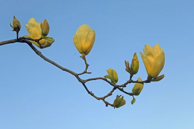 玉兰如意