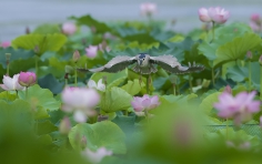 花中行
