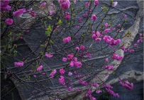 花季-2