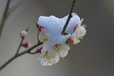 怒放