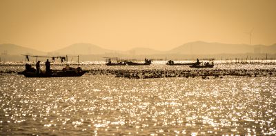 浮光跃金