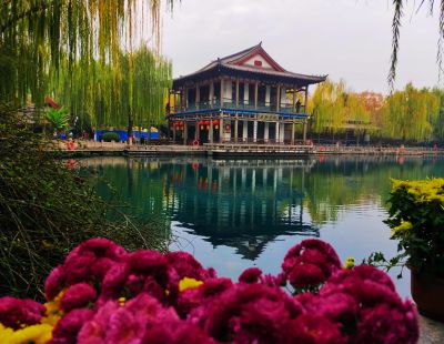 菊韵五龙潭