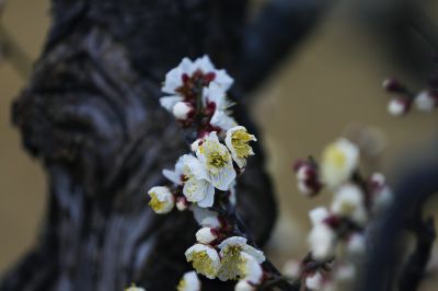 梅花季 梅之韵（六）