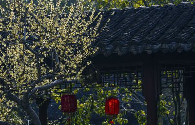 马年吉祥！为有暗香来