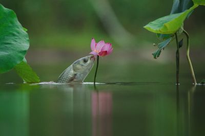 吻花！