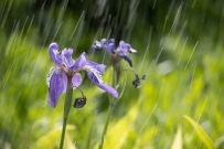 雨中的鸢尾花
