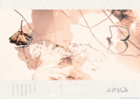 [原创]【冬日残荷】