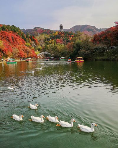又到漫山红叶时