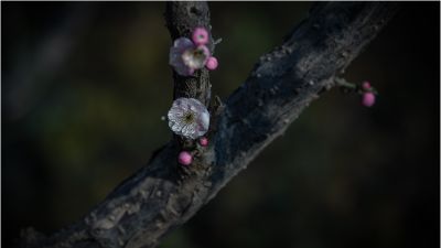梅
