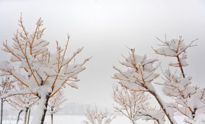 《寒枝裹素雪》