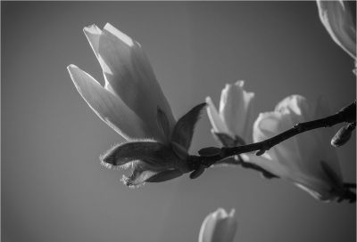 玉兰花