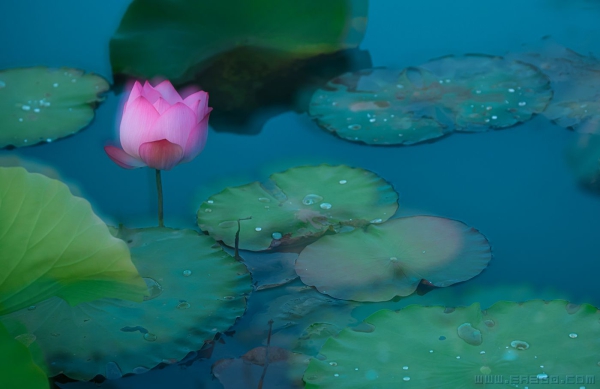 [原创]亭亭出水中
