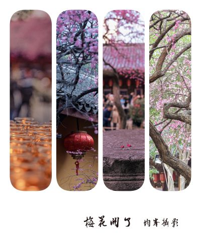 梅花开了
