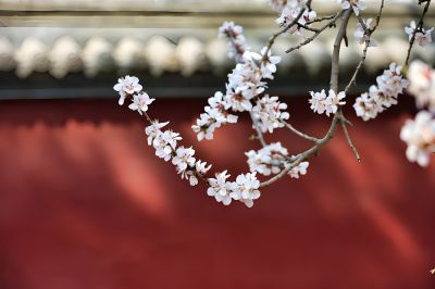 红墙映桃花
