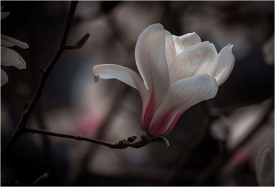 玉兰花开