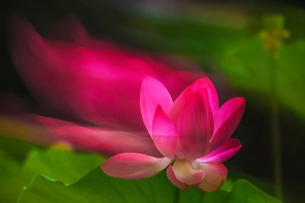 荷花一览