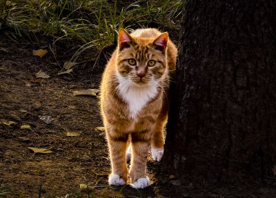 猫视眈眈
