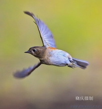 红胁蓝尾鸲