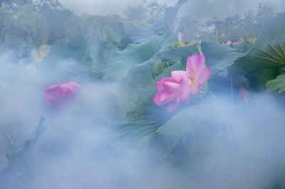 雾锁荷塘