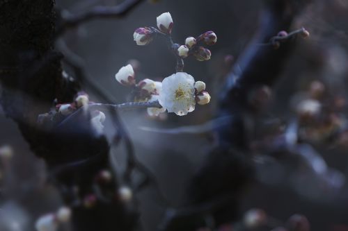 立春赏梅