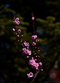 [原创]一剪梅