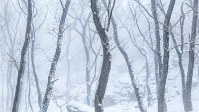 岱顶雪韵