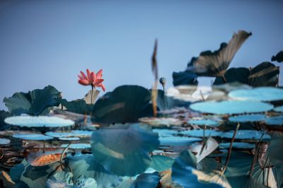 烟波浣朱颜。
