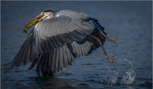 捕食者