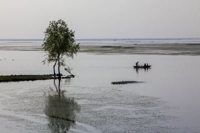 东平湖牧鸭