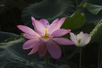 荷花仙子4