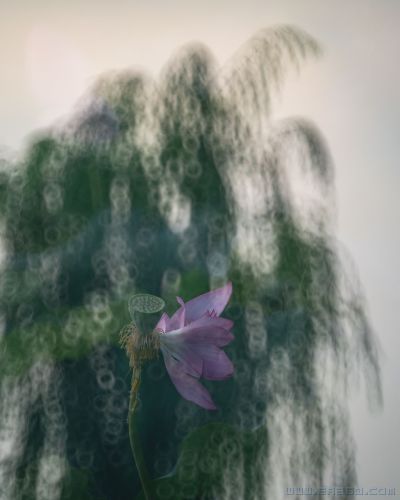 梦幻之荷