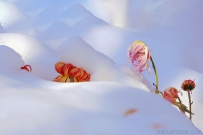 [原创]冰雪菊花图