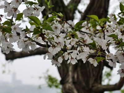 南京玄武湖踏青赏花12