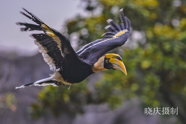 双角犀鸟